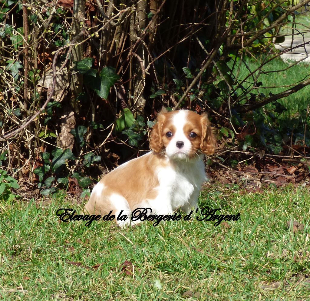 Chiot Elevage De La Bergerie D Argent Eleveur De Chiens Cavalier