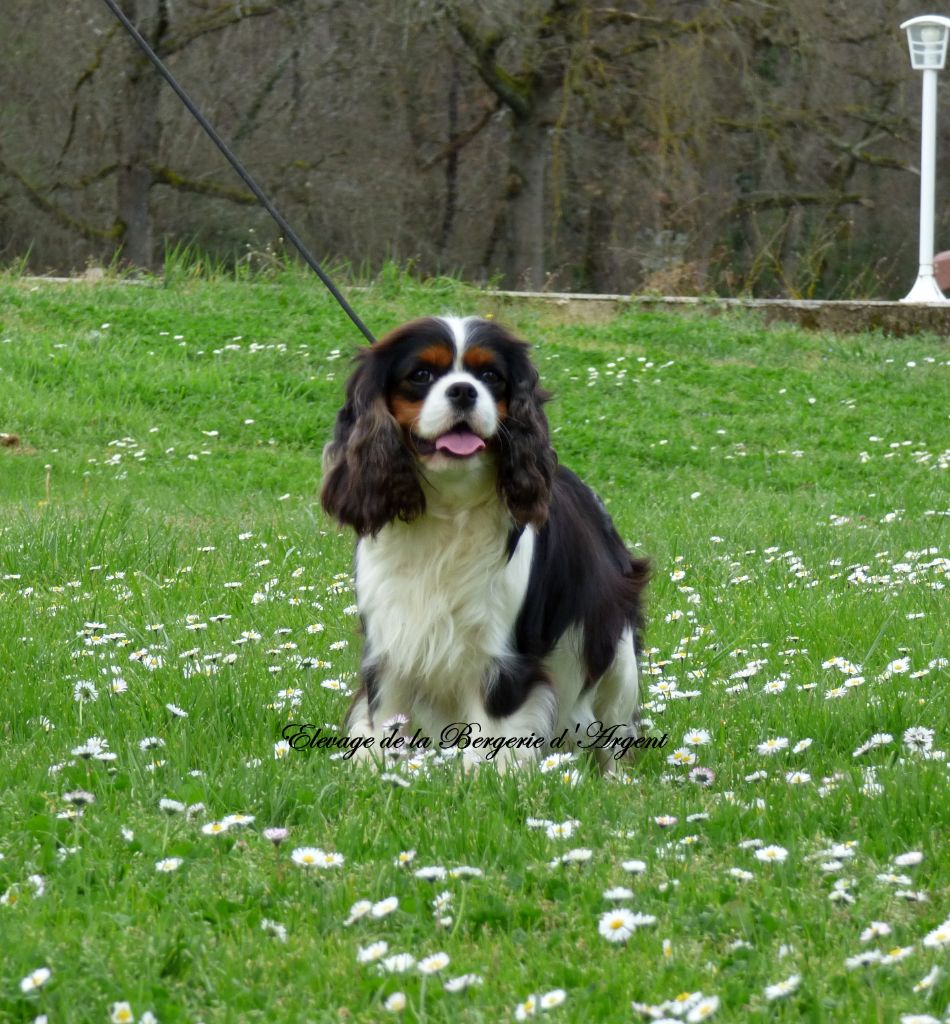 Sally de la bergerie d'argent