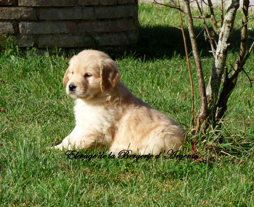 Tradução do amor! ♥️ #amor #goldenretriever #cachorro #fy