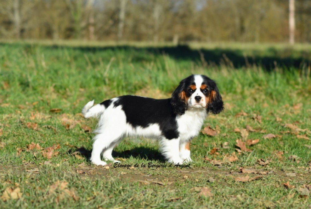 de la bergerie d'argent - Chiot disponible  - Cavalier King Charles Spaniel