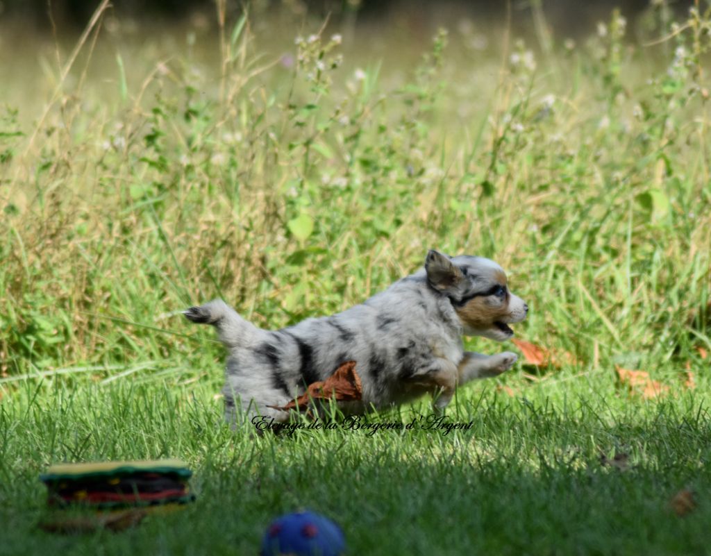 chiot Berger Américain Miniature  de la bergerie d'argent