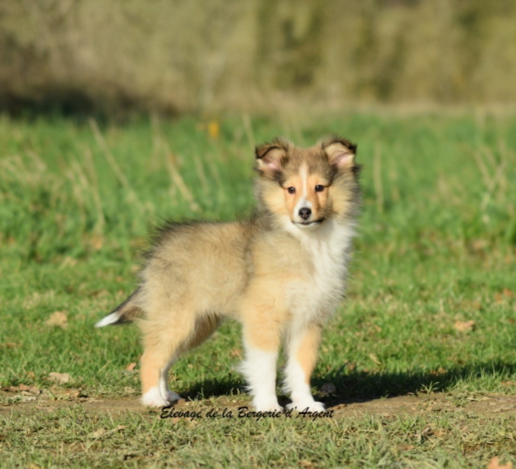 de la bergerie d'argent - Chiot disponible  - Shetland Sheepdog