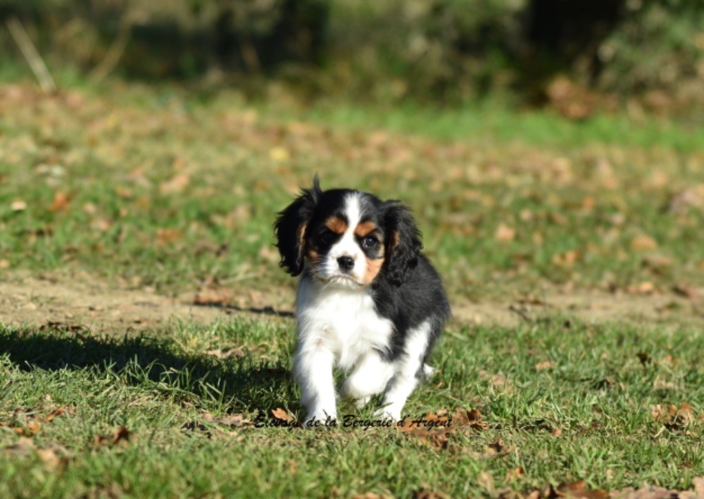 de la bergerie d'argent - Chiot disponible  - Cavalier King Charles Spaniel