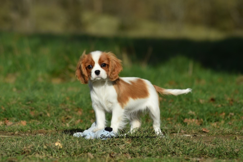 de la bergerie d'argent - Chiot disponible  - Cavalier King Charles Spaniel