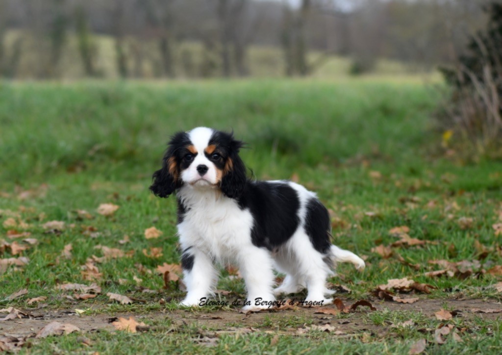 de la bergerie d'argent - Chiot disponible  - Cavalier King Charles Spaniel