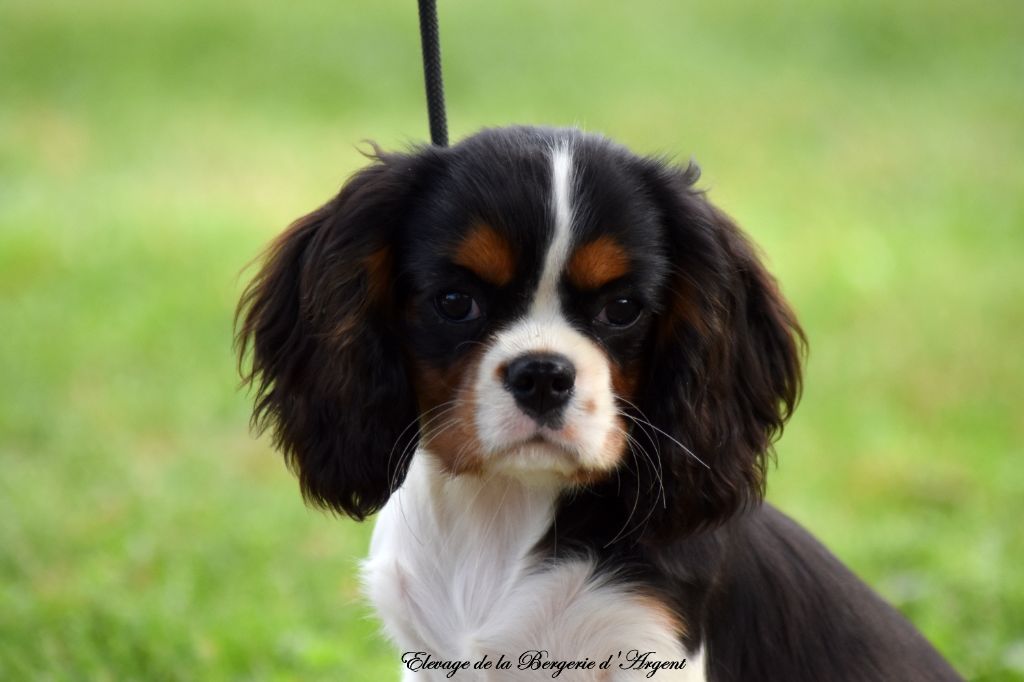 chiot Cavalier King Charles Spaniel de la bergerie d'argent