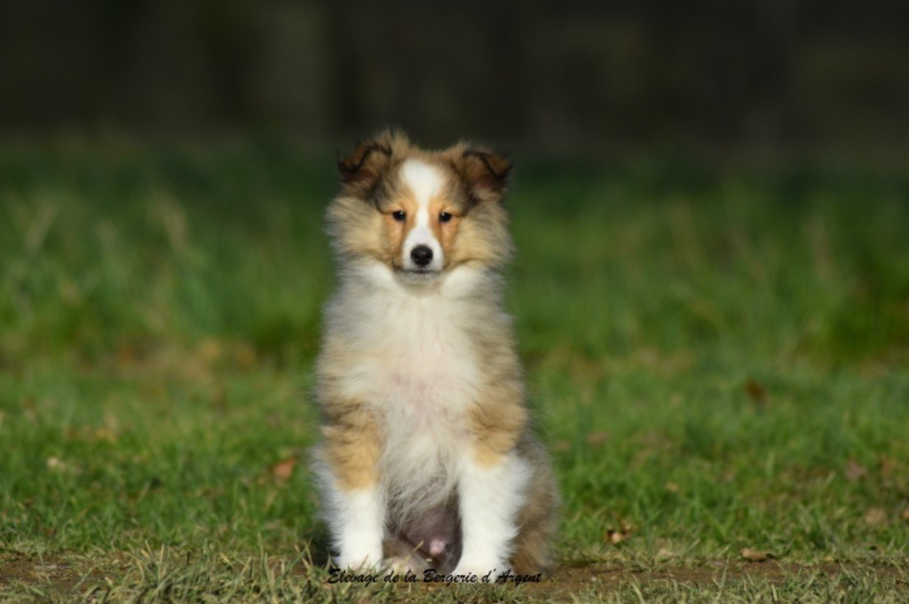 de la bergerie d'argent - Chiot disponible  - Shetland Sheepdog