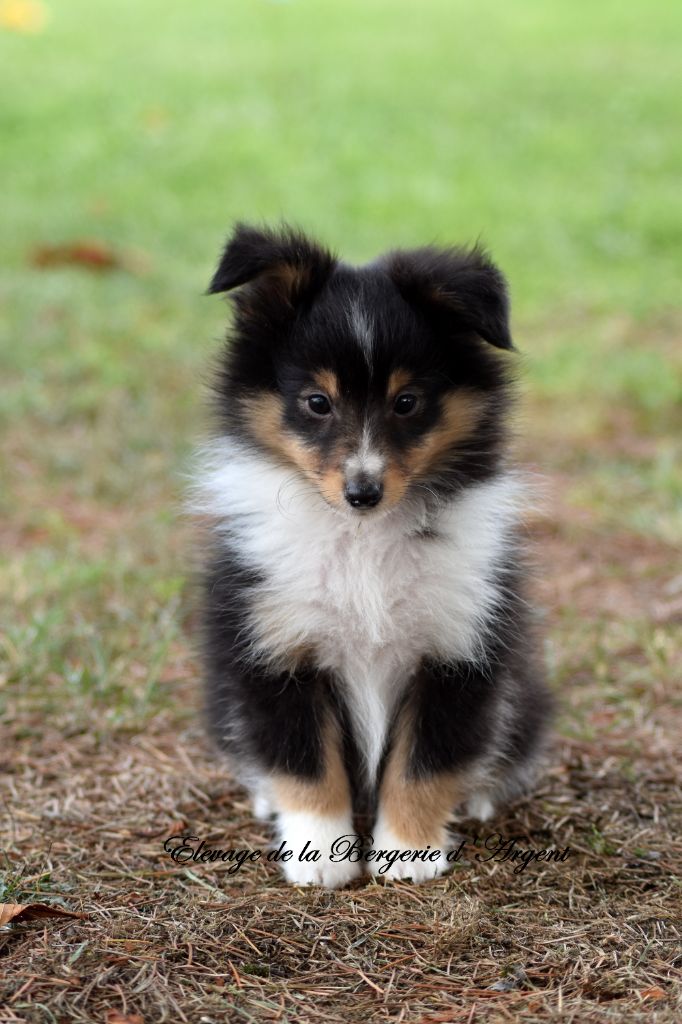 de la bergerie d'argent - Chiot disponible  - Shetland Sheepdog