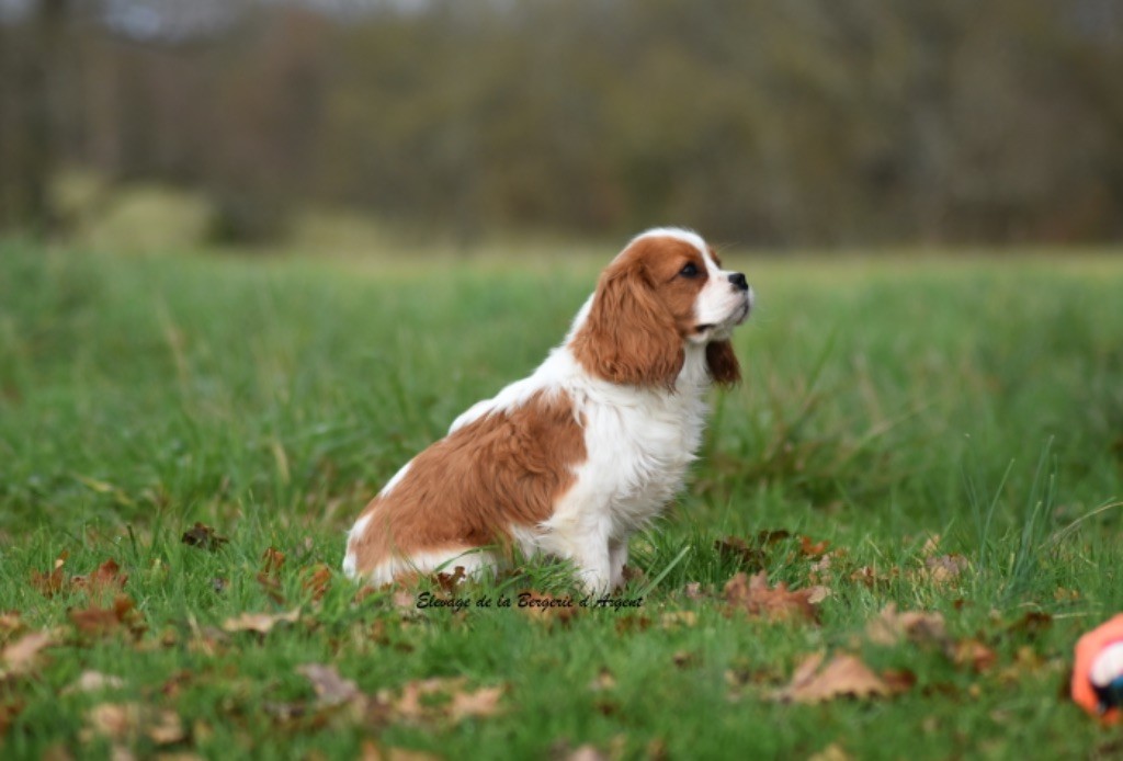 de la bergerie d'argent - Chiot disponible  - Cavalier King Charles Spaniel