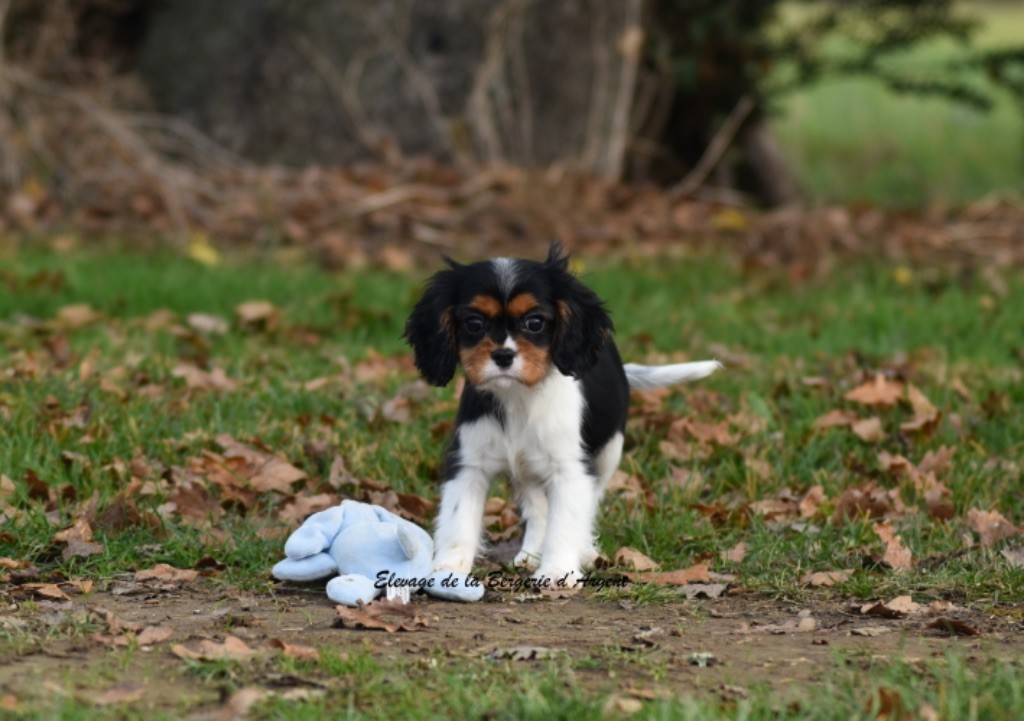 de la bergerie d'argent - Chiot disponible  - Cavalier King Charles Spaniel