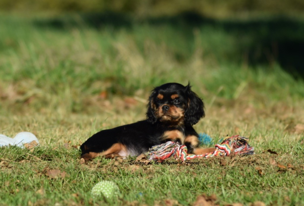 chiot Cavalier King Charles Spaniel de la bergerie d'argent