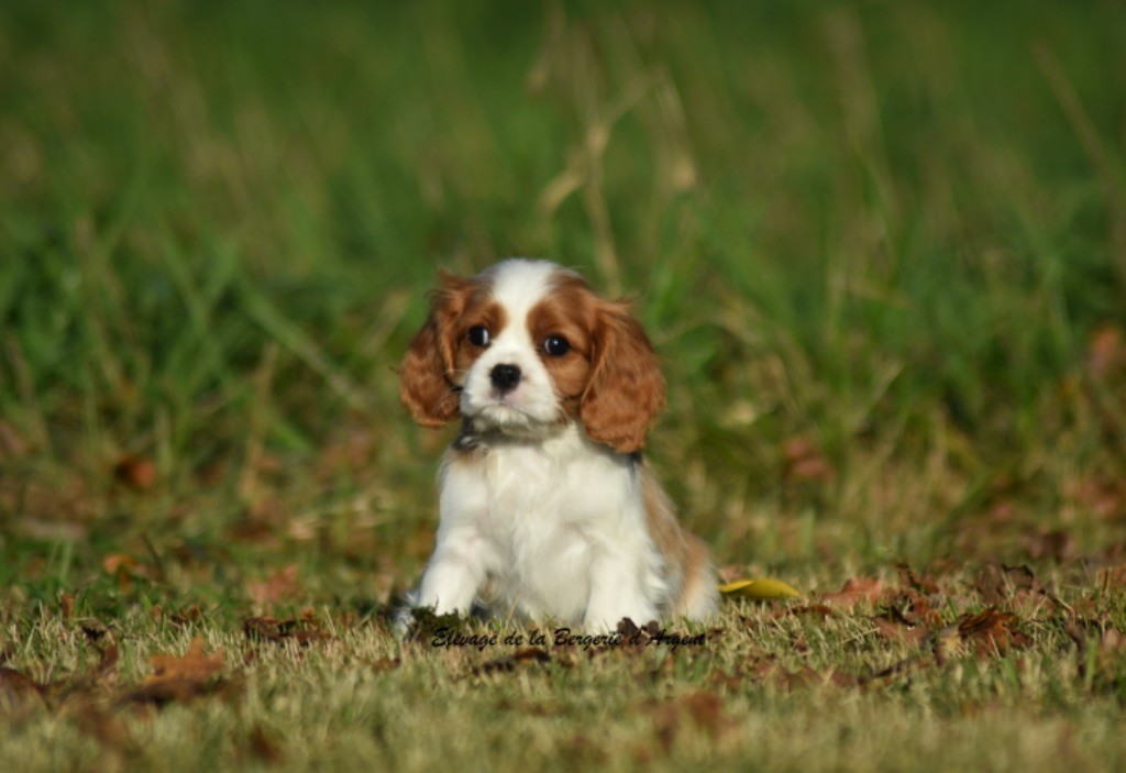 de la bergerie d'argent - Chiot disponible  - Cavalier King Charles Spaniel