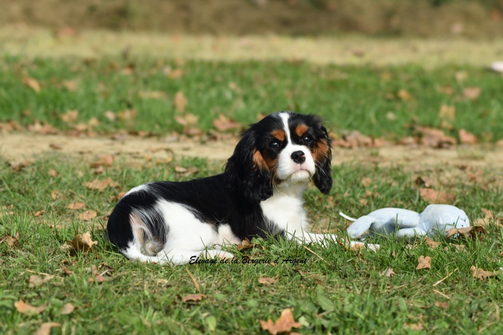 de la bergerie d'argent - Chiot disponible  - Cavalier King Charles Spaniel