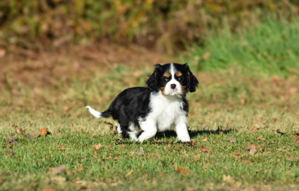 chiot Cavalier King Charles Spaniel de la bergerie d'argent