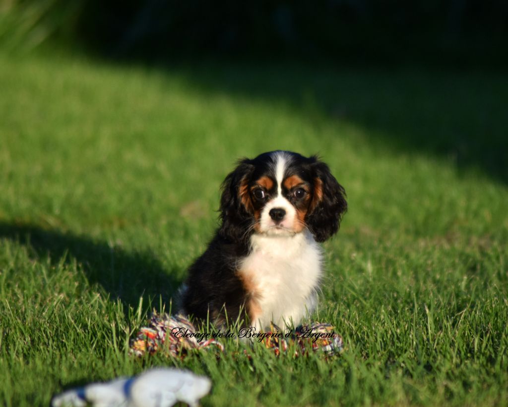 de la bergerie d'argent - Chiot disponible  - Cavalier King Charles Spaniel