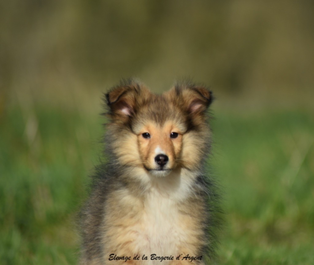 de la bergerie d'argent - Chiot disponible  - Shetland Sheepdog