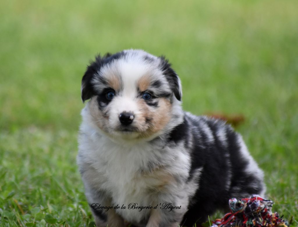 de la bergerie d'argent - Chiot disponible  - Berger Américain Miniature 