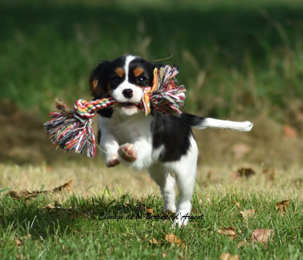 chiot Cavalier King Charles Spaniel de la bergerie d'argent