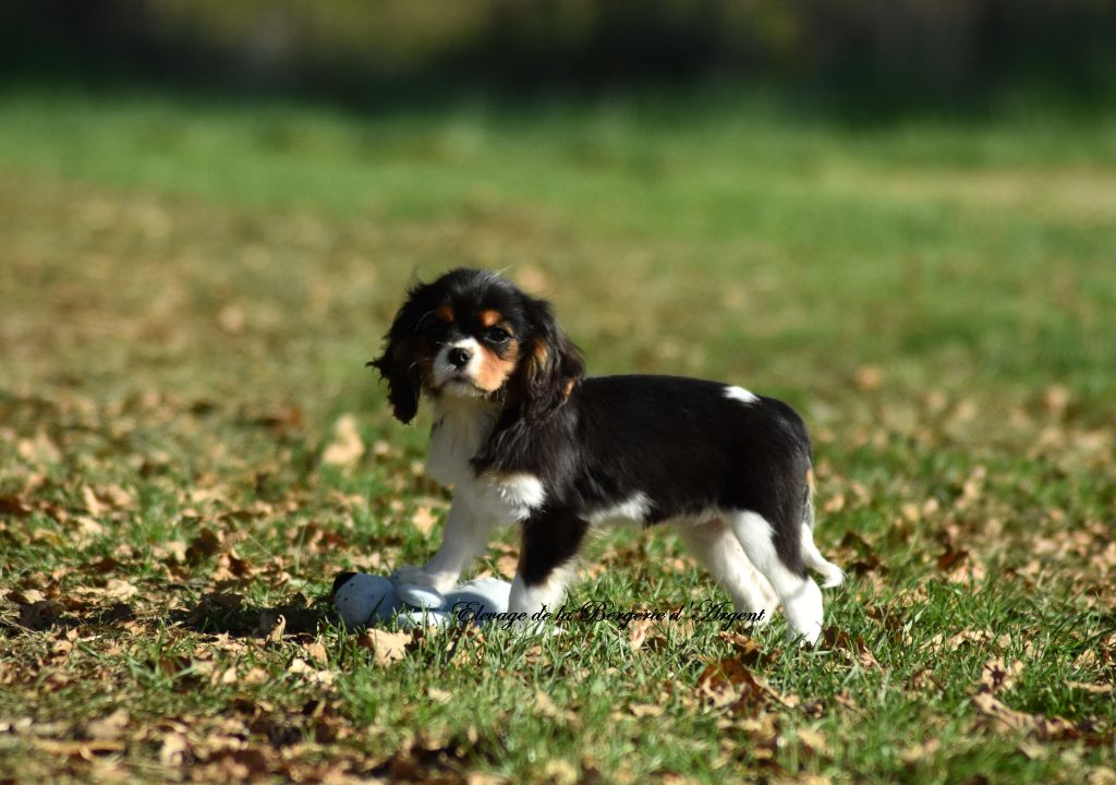 de la bergerie d'argent - Chiot disponible  - Cavalier King Charles Spaniel