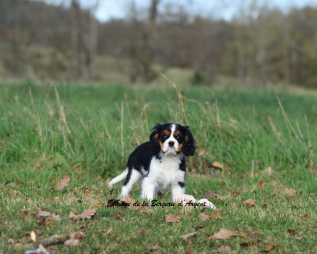 de la bergerie d'argent - Chiot disponible  - Cavalier King Charles Spaniel