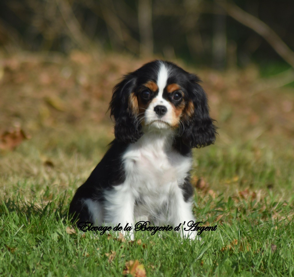 de la bergerie d'argent - Chiot disponible  - Cavalier King Charles Spaniel