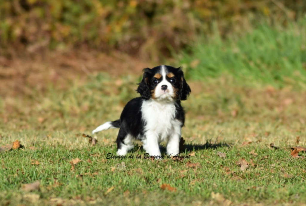 de la bergerie d'argent - Chiot disponible  - Cavalier King Charles Spaniel