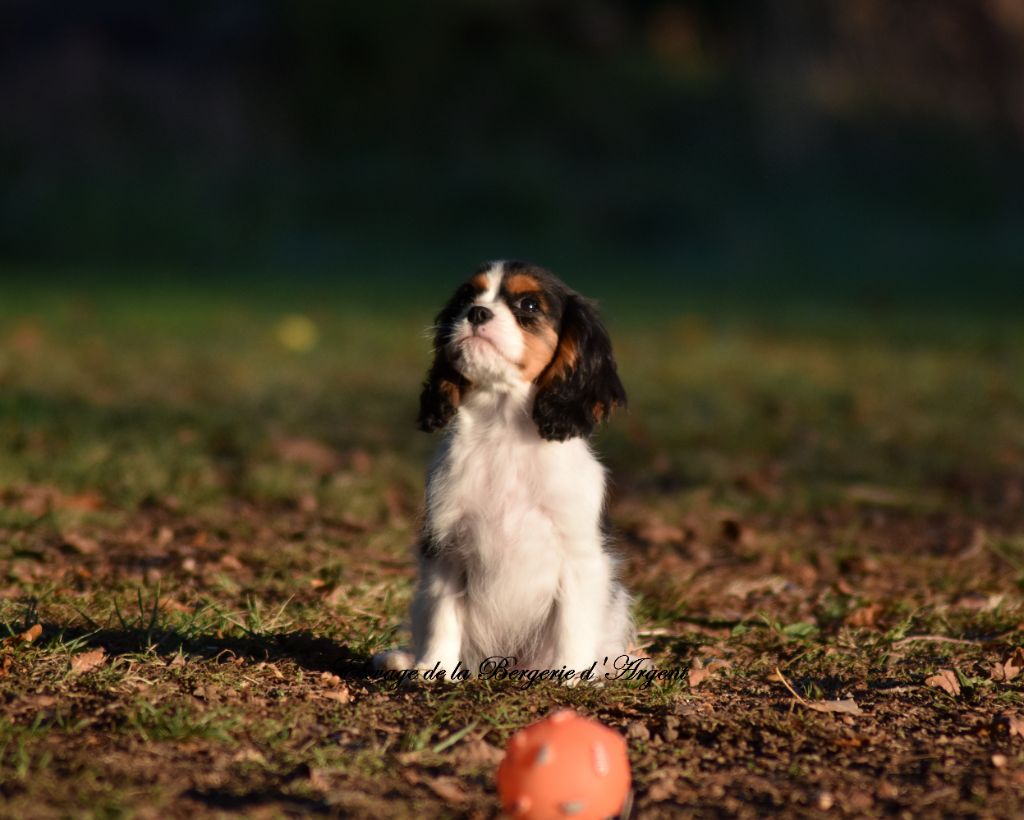 de la bergerie d'argent - Chiot disponible  - Cavalier King Charles Spaniel