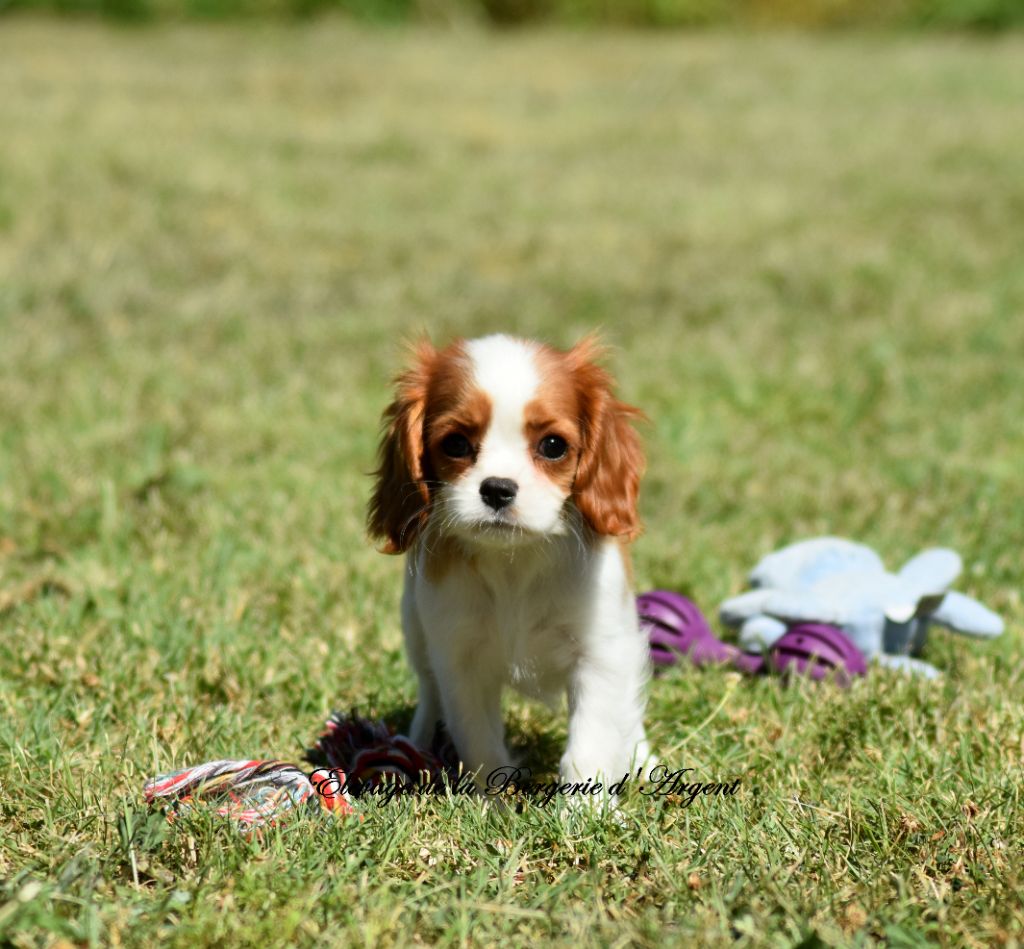 chiot Cavalier King Charles Spaniel de la bergerie d'argent