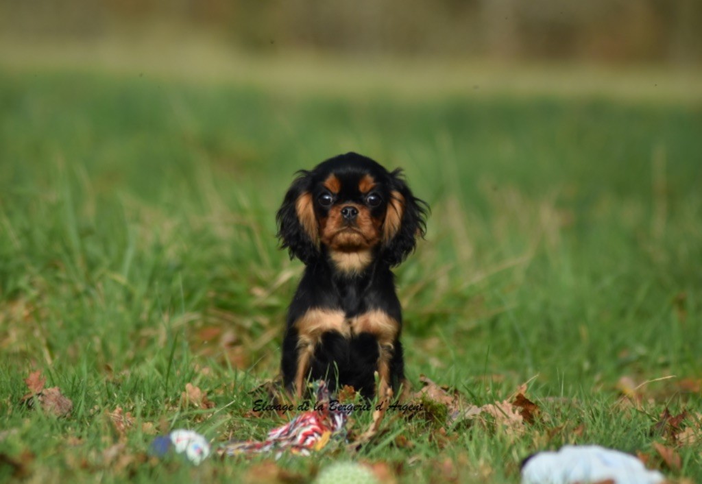 de la bergerie d'argent - Chiot disponible  - Cavalier King Charles Spaniel