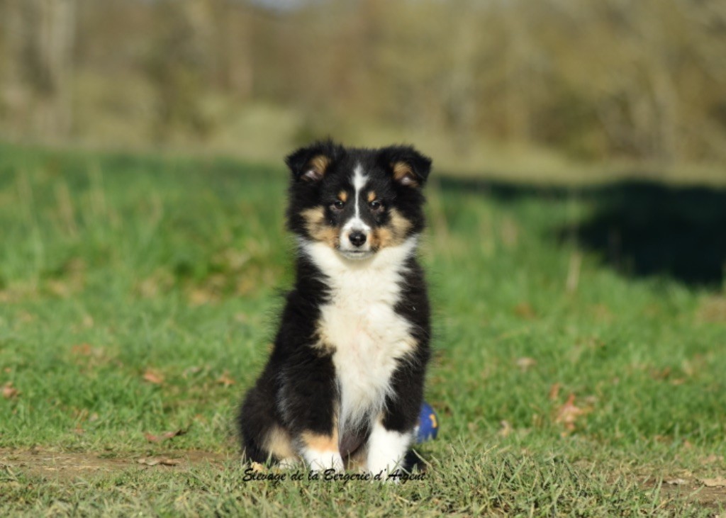 de la bergerie d'argent - Chiot disponible  - Shetland Sheepdog