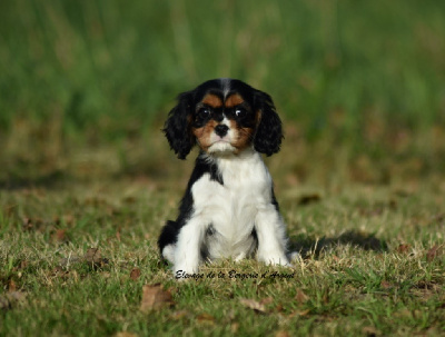 de la bergerie d'argent - Cavalier King Charles Spaniel - Portée née le 29/09/2024