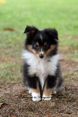 de la bergerie d'argent - Shetland Sheepdog - Portée née le 25/07/2024