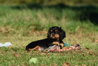 de la bergerie d'argent - Cavalier King Charles Spaniel - Portée née le 21/08/2024