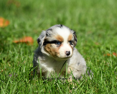 Femelle bleu merle