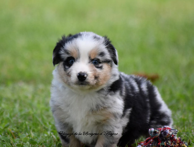 Femelle bleu merle