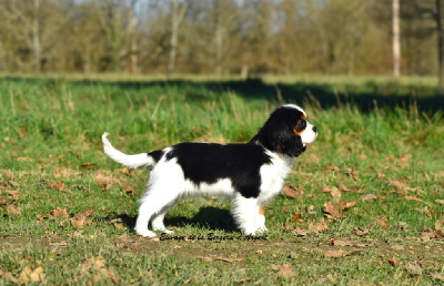 de la bergerie d'argent - Cavalier King Charles Spaniel - Portée née le 09/09/2024