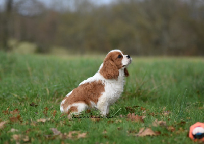 de la bergerie d'argent - Cavalier King Charles Spaniel - Portée née le 18/06/2024