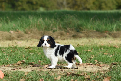 de la bergerie d'argent - Cavalier King Charles Spaniel - Portée née le 26/08/2024