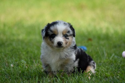 Femelle bleu merle