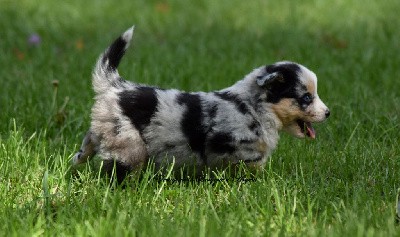 Femelle bleu merle