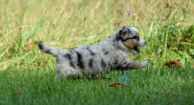 Femelle bleu merle