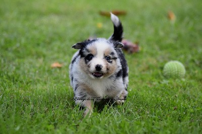 Femelle bleu merle