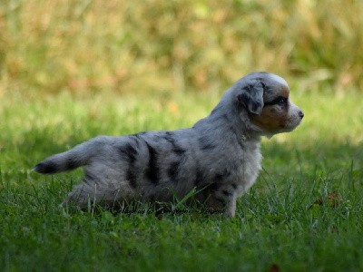 Femelle bleu merle