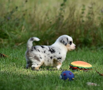 Mâle bleu merle