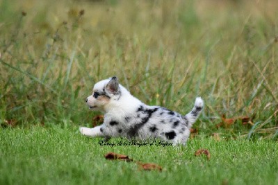 Mâle bleu merle