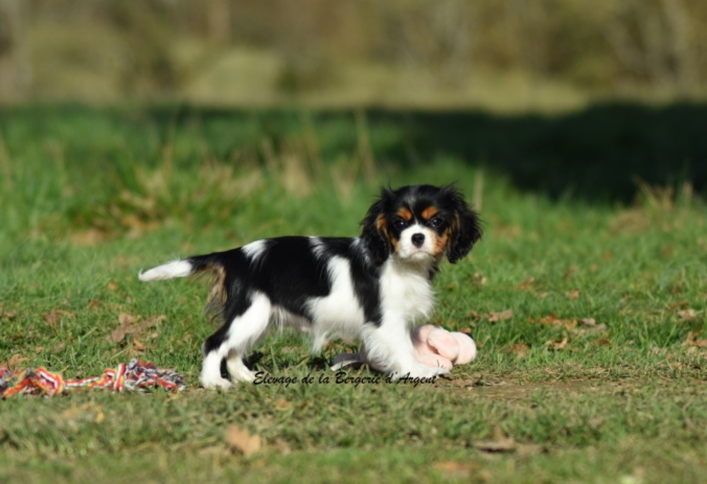 de la bergerie d'argent - Chiot disponible  - Cavalier King Charles Spaniel