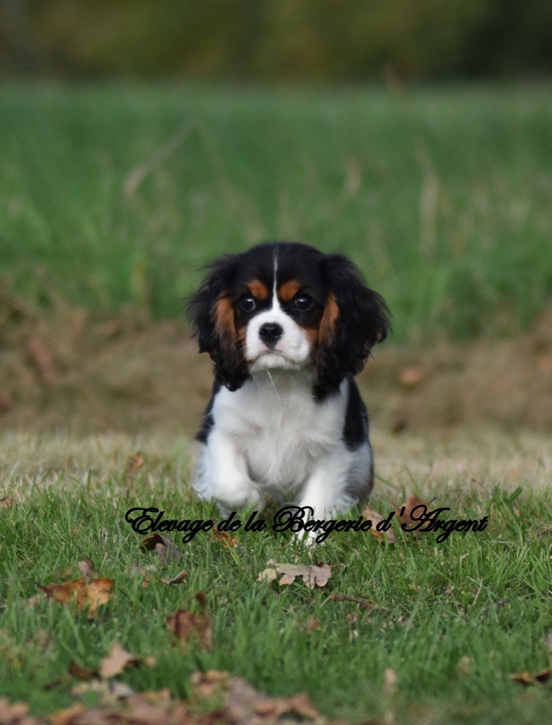 de la bergerie d'argent - Chiot disponible  - Cavalier King Charles Spaniel