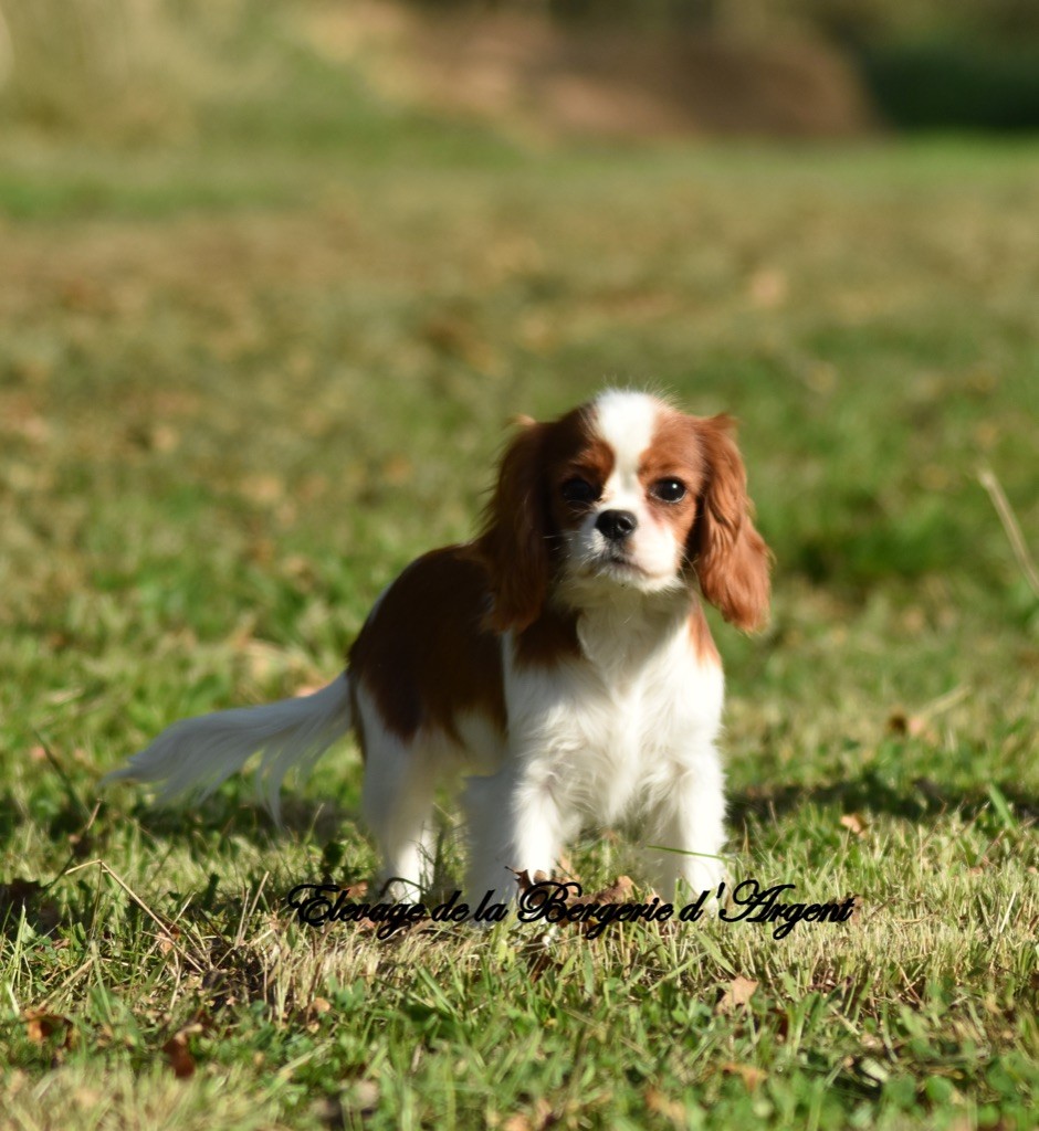 de la bergerie d'argent - Chiot disponible  - Cavalier King Charles Spaniel