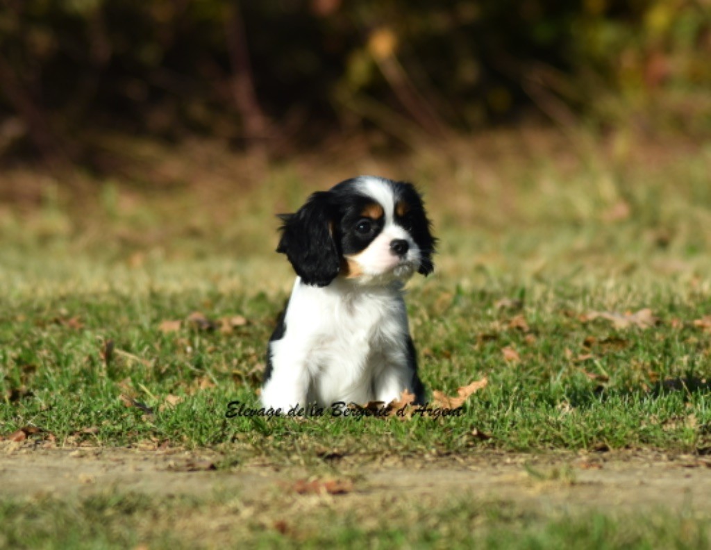 de la bergerie d'argent - Chiot disponible  - Cavalier King Charles Spaniel