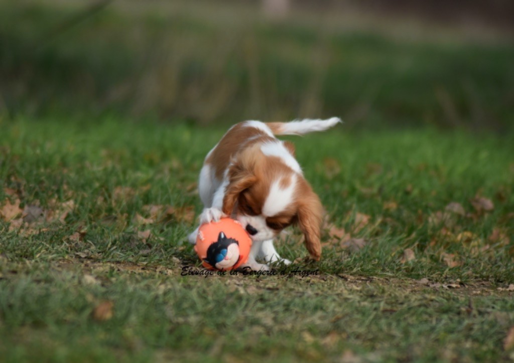 chiot Cavalier King Charles Spaniel de la bergerie d'argent